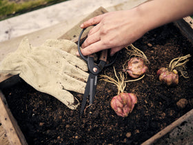 Large-handle pruners designed to handle bigger plants without fatigue.