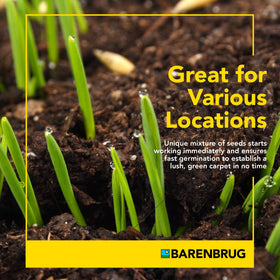 Barenbrug Wonderlawn Bermuda seed germination ready to sprout under ideal conditions.