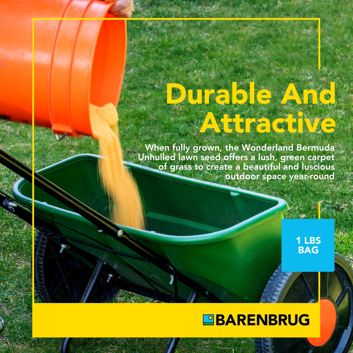 Barenbrug Wonderlawn Bermuda seed forms a dense turf for busy yards.