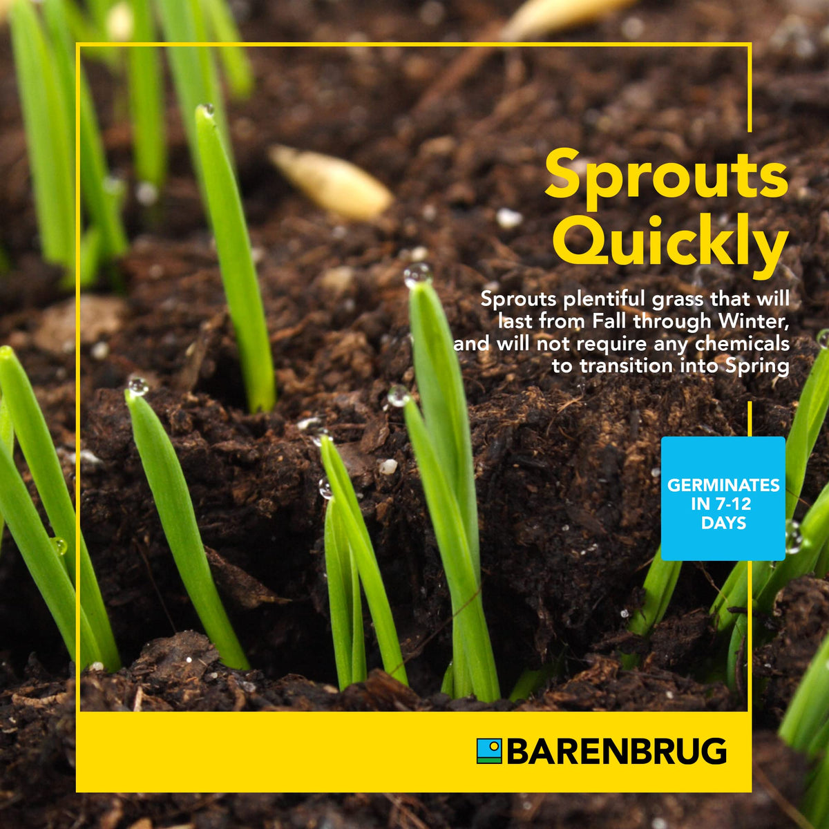 Barenbrug Wonderlawn Winter forms a resilient winter lawn in high-traffic areas.