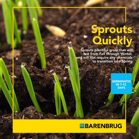 Barenbrug Wonderlawn Winter forms a resilient winter lawn in high-traffic areas.
