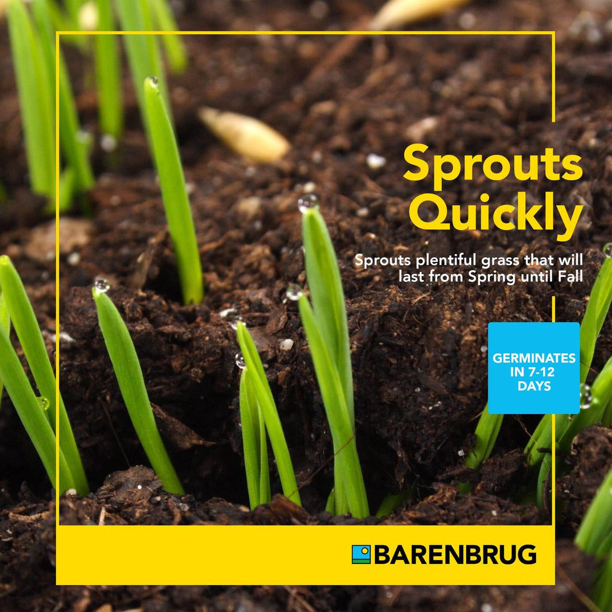 Barenbrug Wonderlawn 99% weed-free mix helps reduce weed presence in established lawns