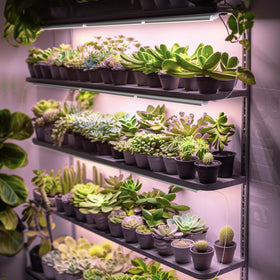 Full spectrum pinkish white light supports seedling to flowering stages