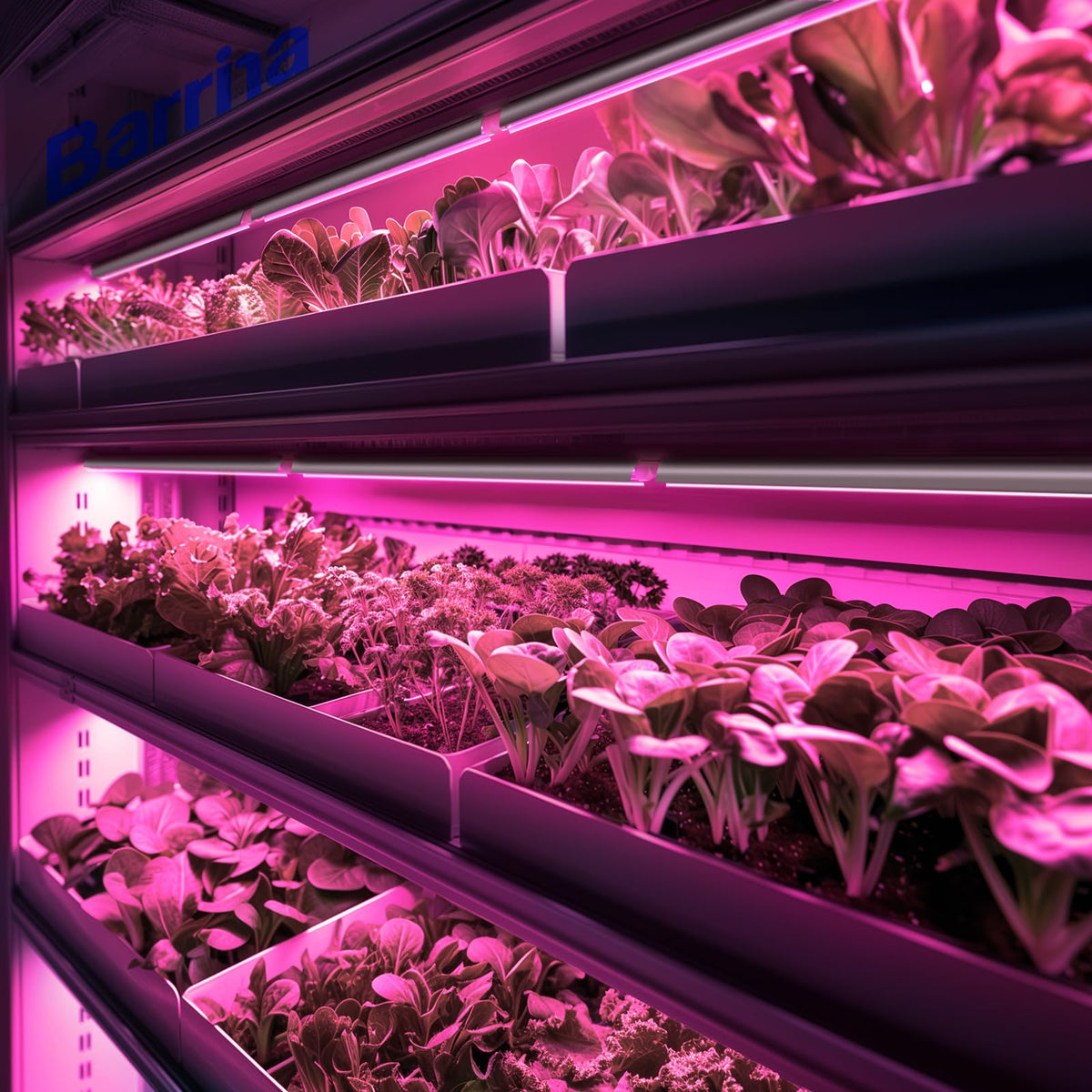 Barrina grow tent setup using 6-pack lights for compact space.