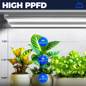 Barrina T8 daylight 5000K provides natural white light for consistent growth cycles