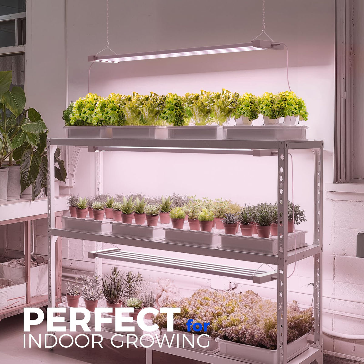 Barrina TX-L63 full-spectrum light suits seedlings, greens, herbs, and flowers.