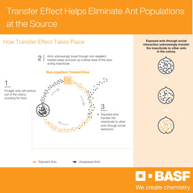 Indoor-outdoor application by BASF Alpine WSG suitable for homes and businesses