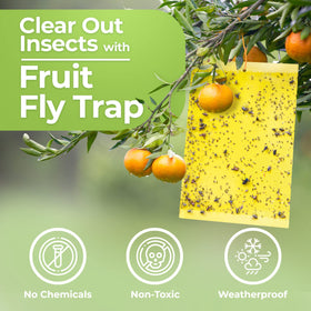 BASIC CONCEPTS Fruit Fly Trap back view with packaging details and durability.