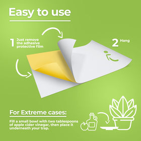 BASIC CONCEPTS Fruit Fly Trap in use showing effective insect capture.