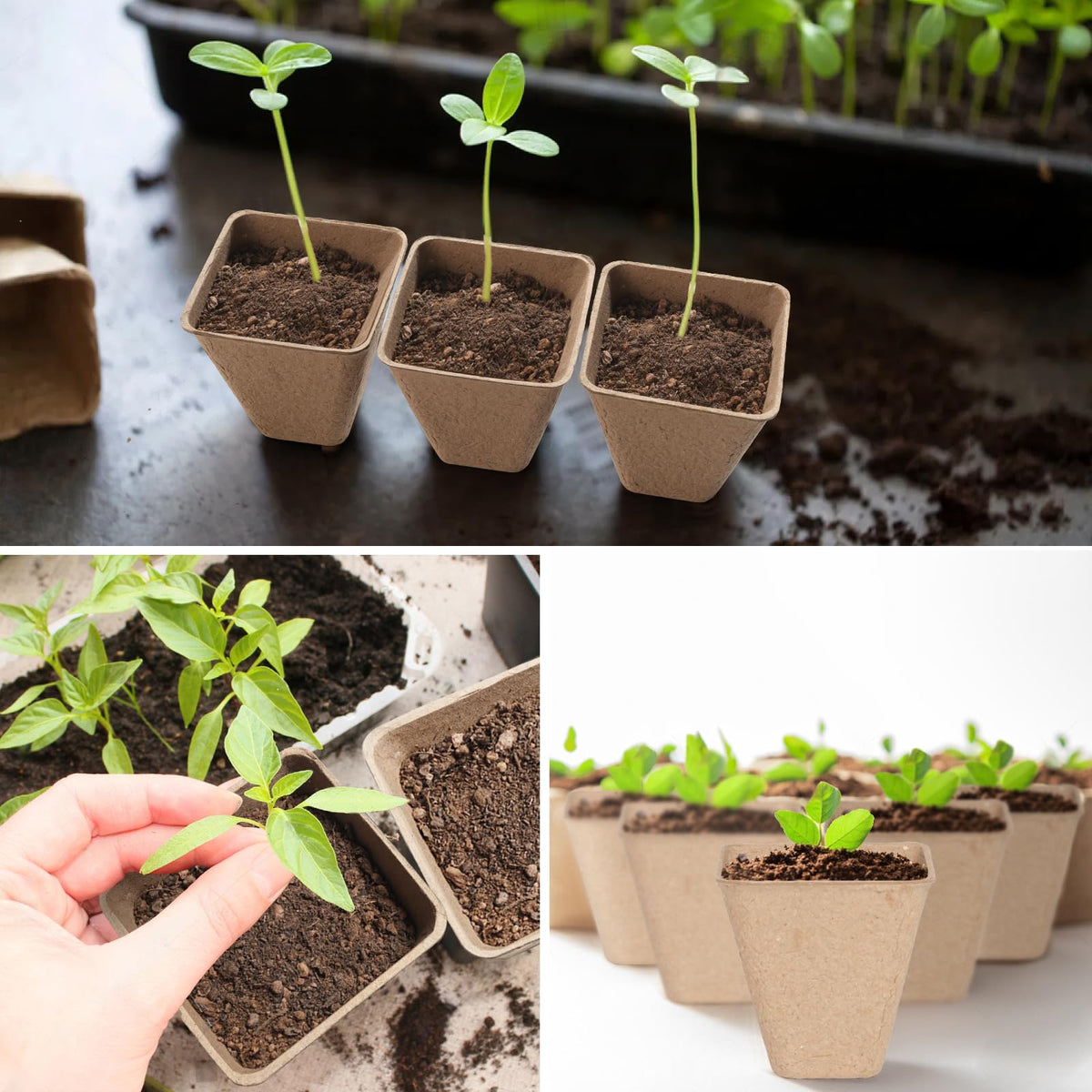 Baxrou seedling transplant tools included beside pots, aiding gentle repotting.