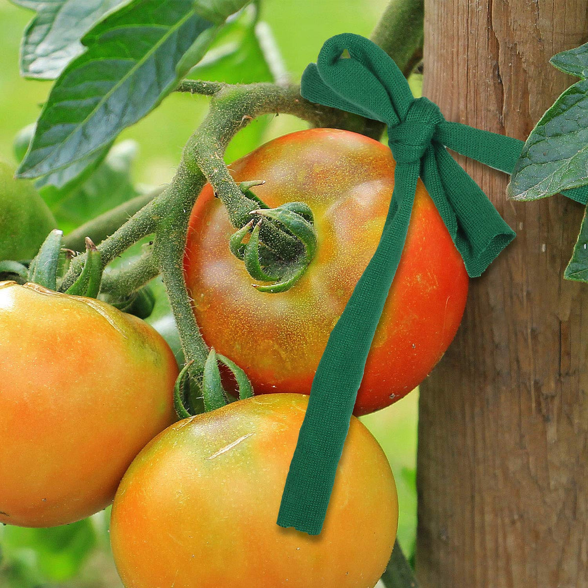BBTO green garden string secures veggies and flowers without harming delicate shoots.