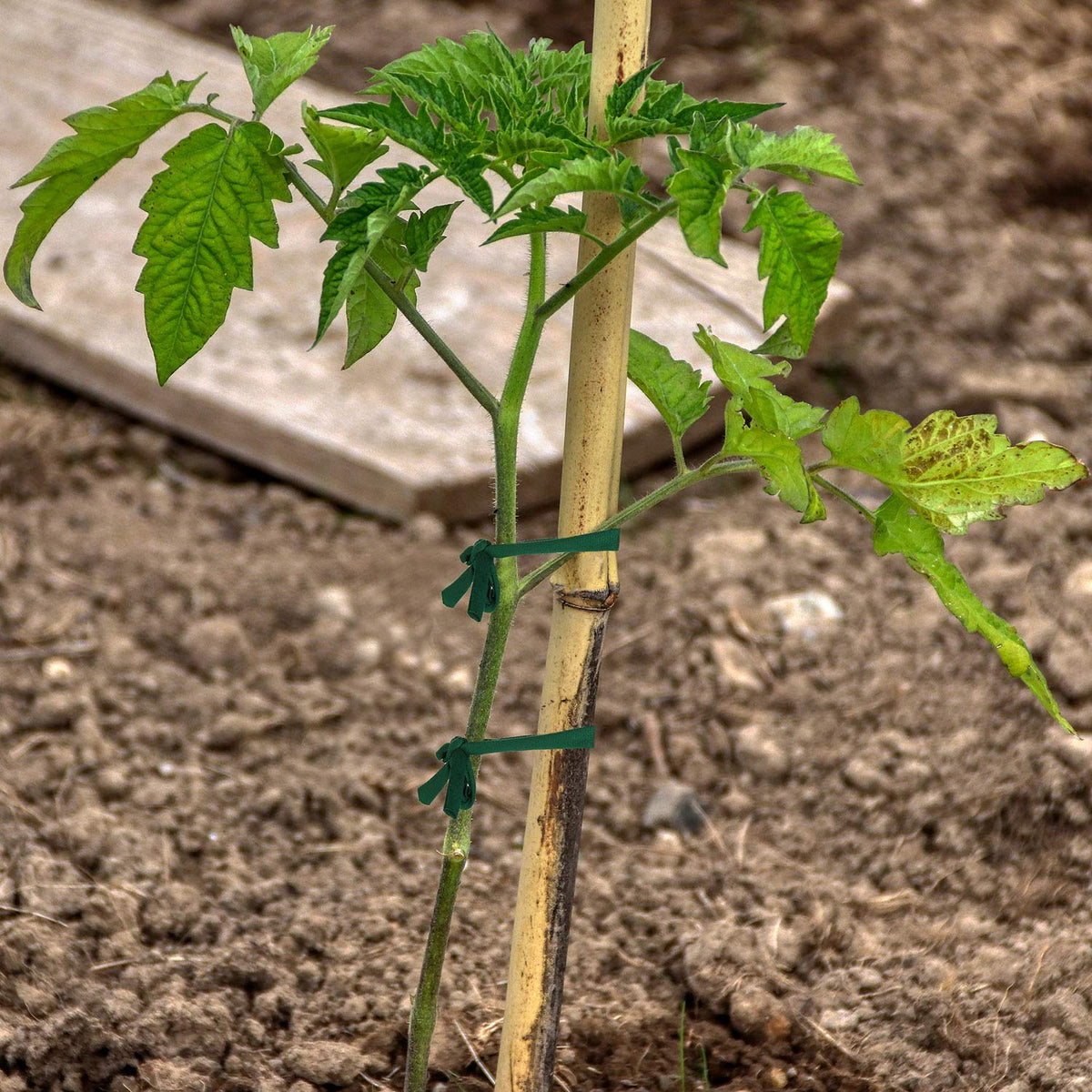 BBTO soft plant tie securing tomato plants without damage