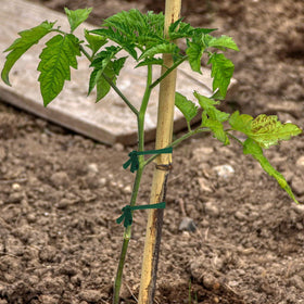 BBTO stretchy plant-support tie adapts as stems grow to prevent damage.