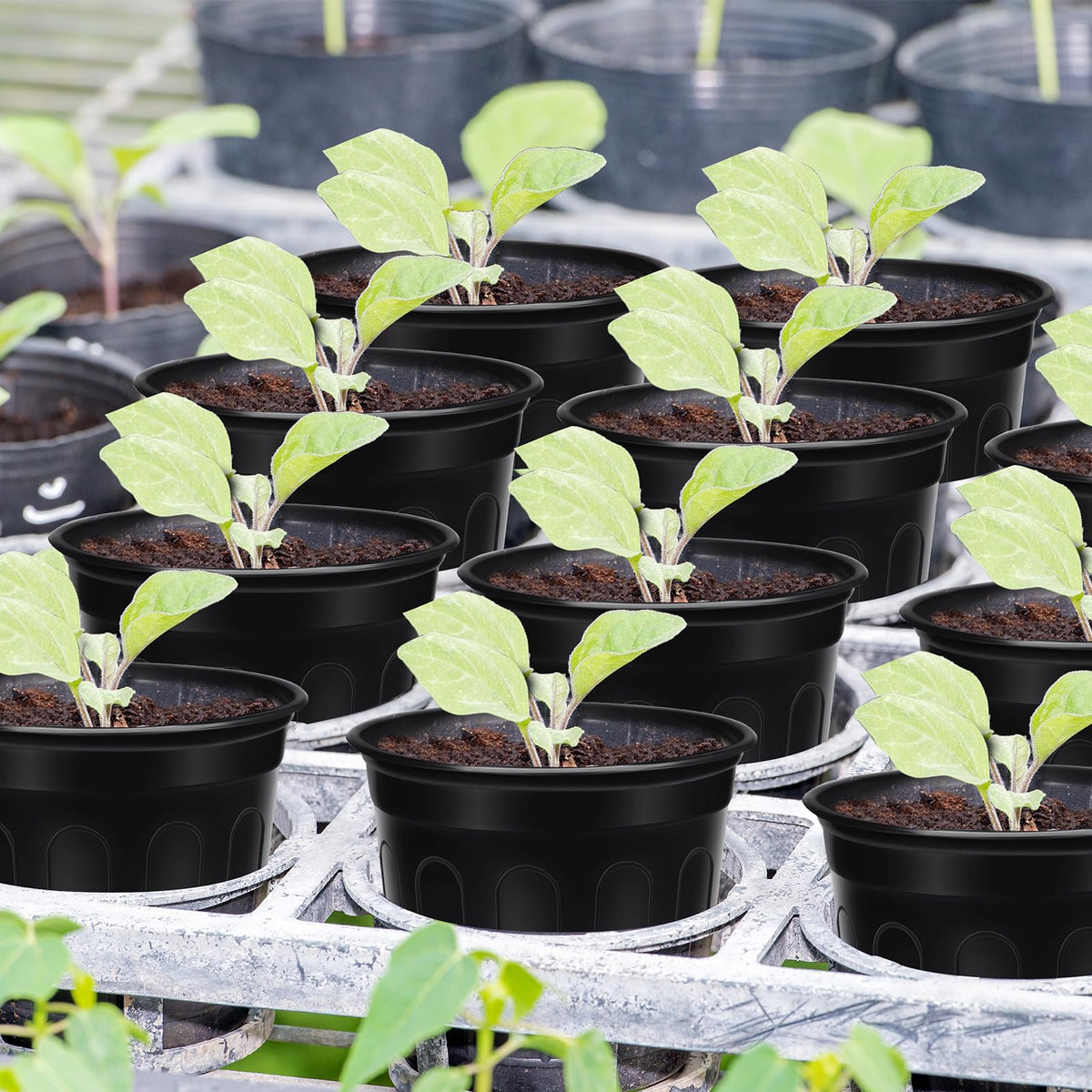 BeapTcely side-rim nursery pot shows its stackable design for space saving.