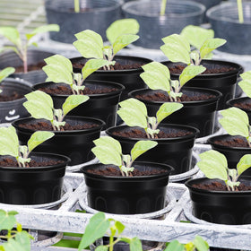 BeapTcely side-rim nursery pot shows its stackable design for space saving.
