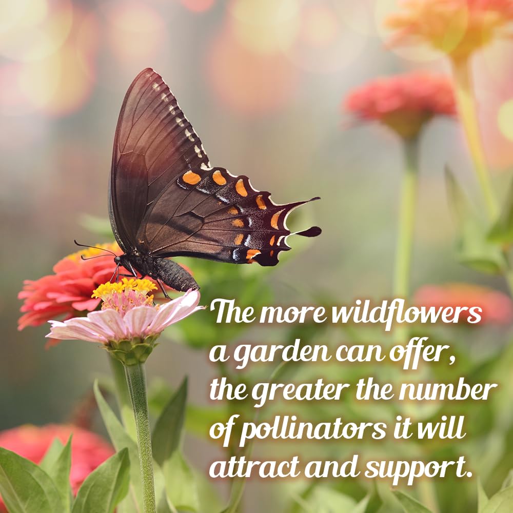Beauty Beyond Belief perennial annual wildflower mix designed for garden use to attract pollinators.