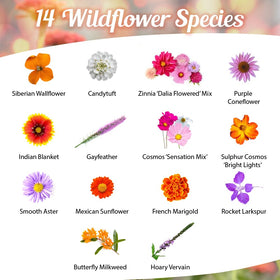 Beauty Beyond Belief wildflower seed mix pour shot showing diverse pollinator-friendly varieties.