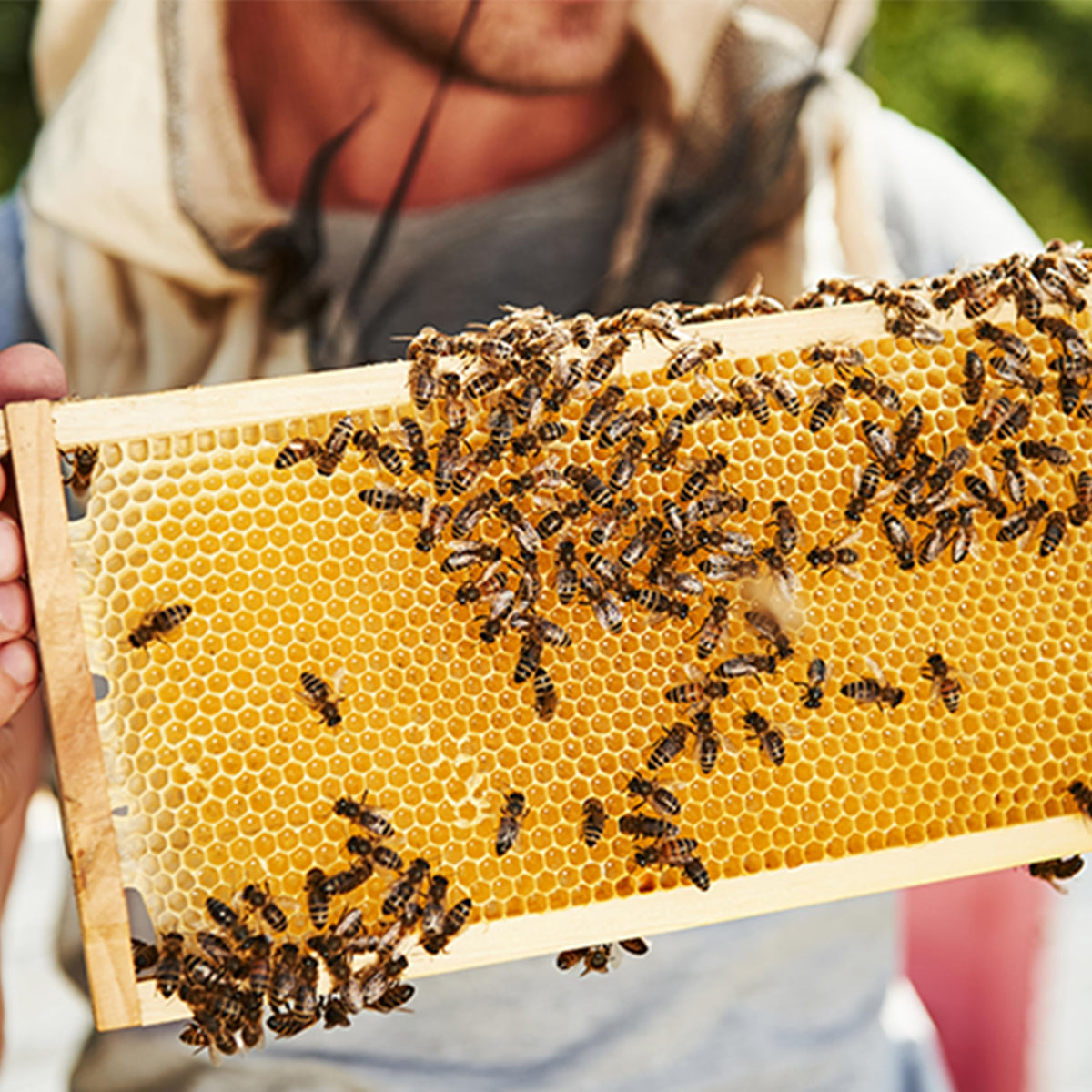 Pack of 10 provides steady hive supply