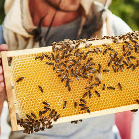 Pack of 10 provides steady hive supply