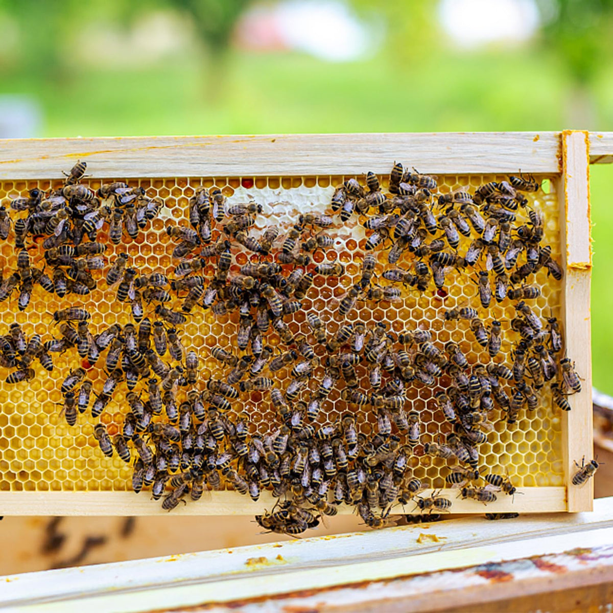 BEEINN packaged 20 sheets ensure ready supply for ongoing hive work.