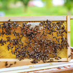 BEEINN packaged 20 sheets ensure ready supply for ongoing hive work.