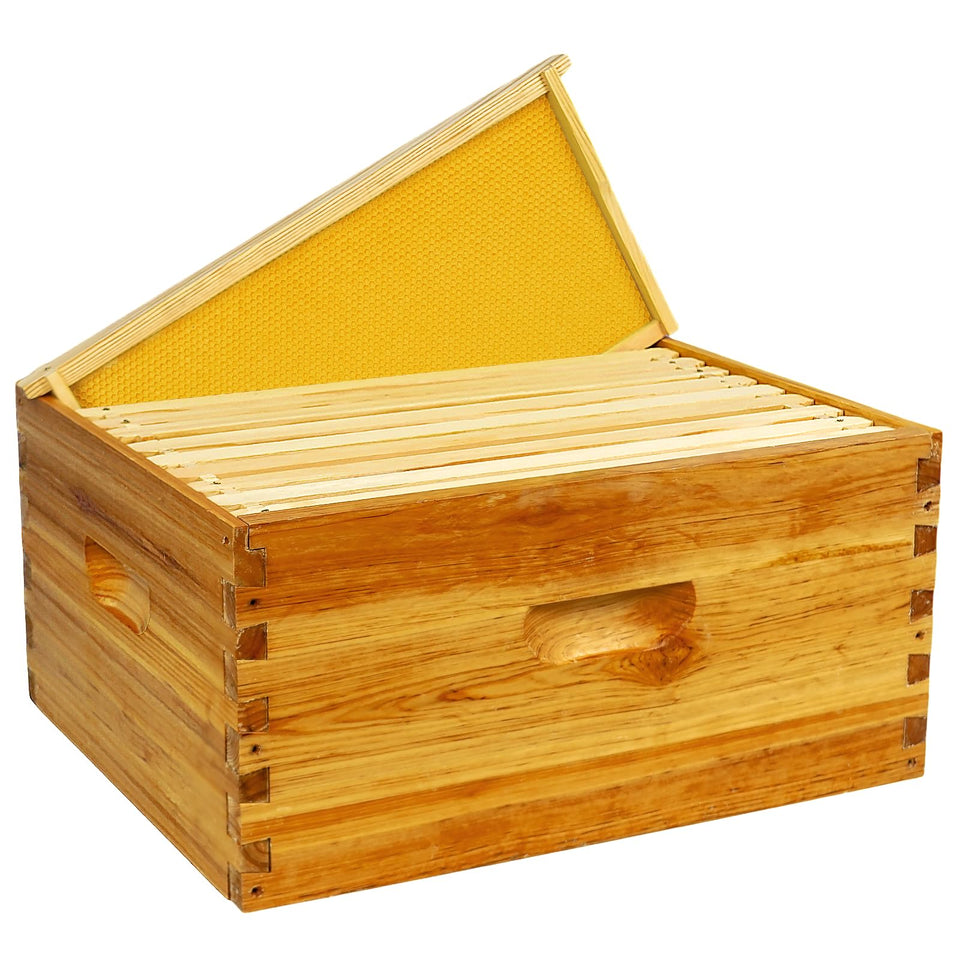 BeeQuestify 10-frame deep brood box with beeswax dipped foundation for easy colony start.
