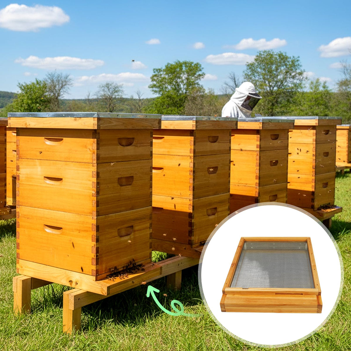 BeeQuestify ready-to-use 10-frame bottom board fits Langstroth hives
