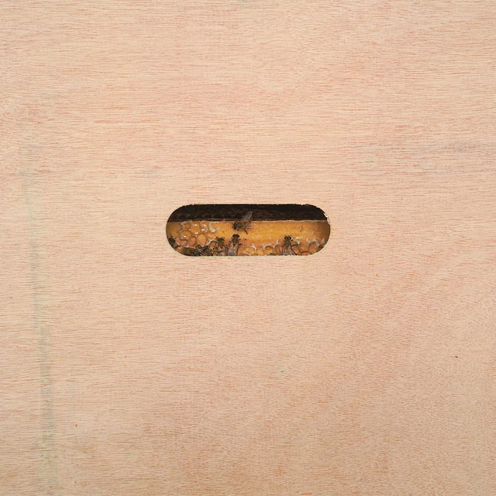 BEEXTM beehive inner cover in New Zealand pine for durable outdoor use
