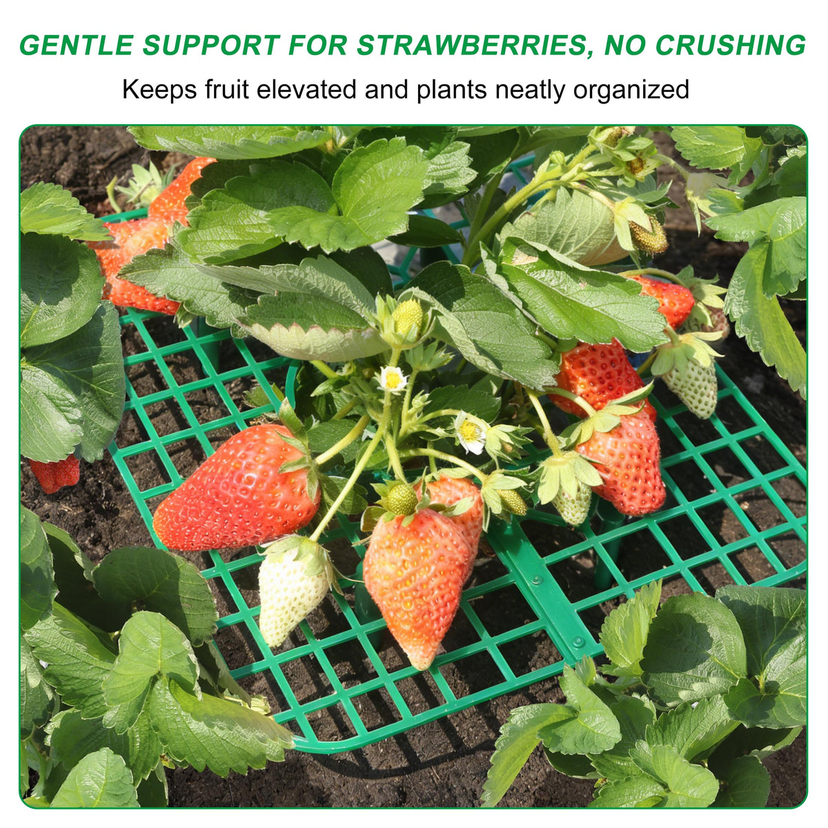 BEIUEN reusable plastic strawberry stand stores flat between seasons.