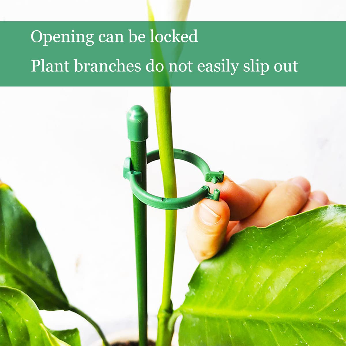Belit adjustable height buckle with stake demonstrates secure height control for diverse plants.