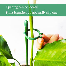 Belit adjustable height buckle with stake demonstrates secure height control for diverse plants.