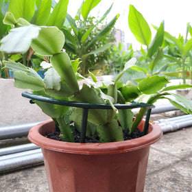 Belit plant ring is easy to install and detach for compact storage.