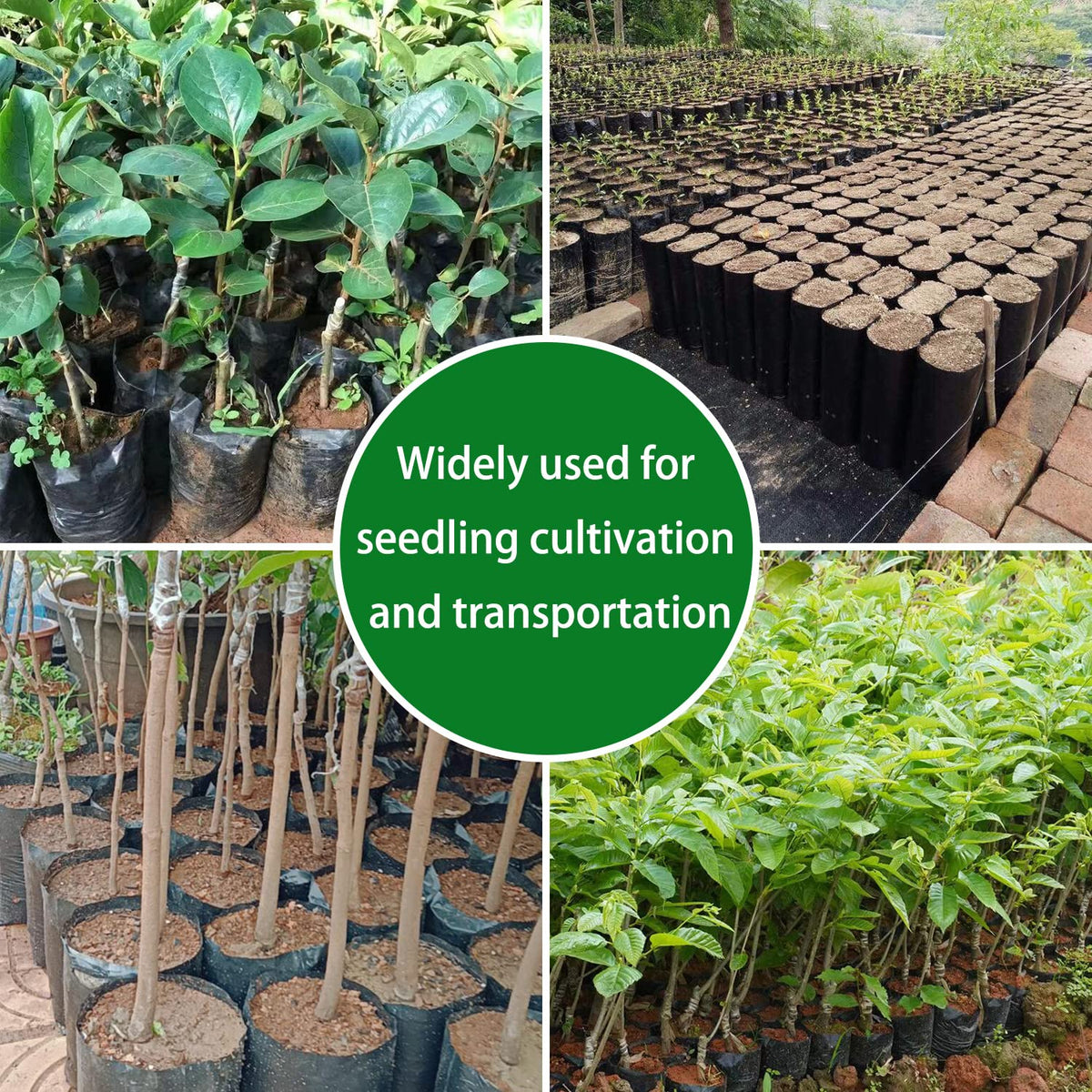 Belit ideal for flowers, fruit trees, and vegetables in home gardens