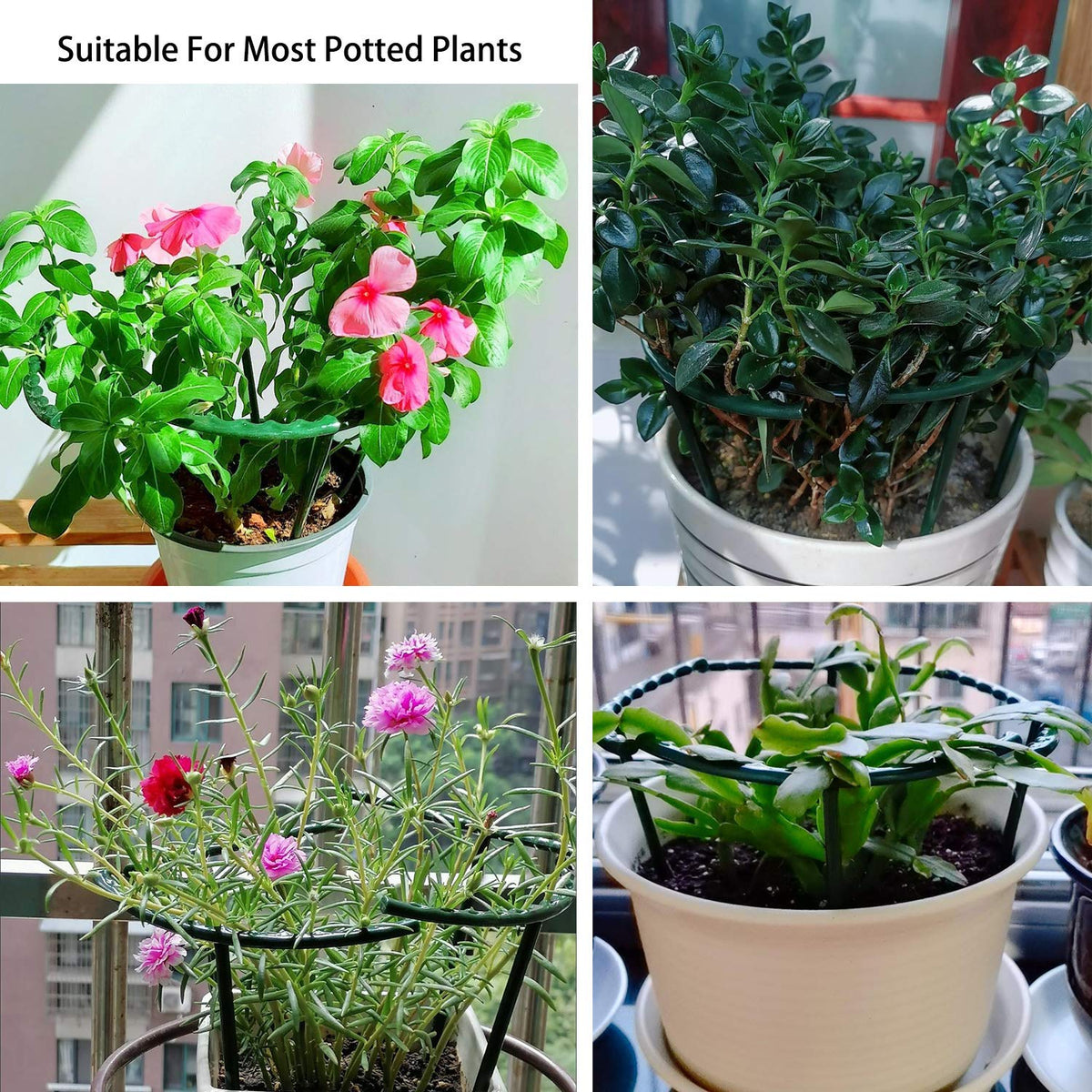Belit best suits Schlumbergera, Clivia, and succulents in pots.
