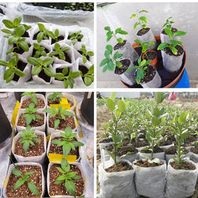 Belit nursery bags versatile for vegetables, flowers, and fruit seedlings.