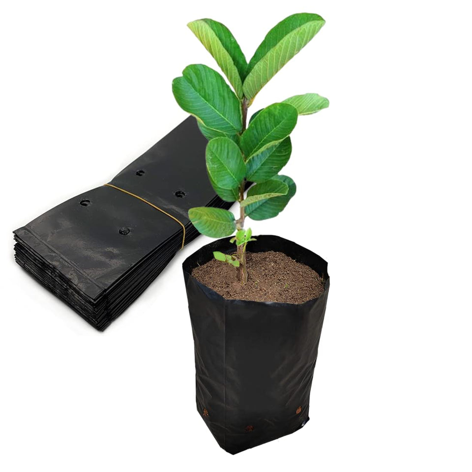 Belit nursery bags with 7x8 inch diameter seedling pots for easy transplanting