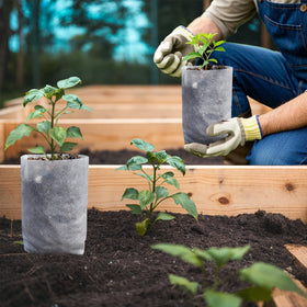 Belit grow bag enhances transplant success with superior drainage.