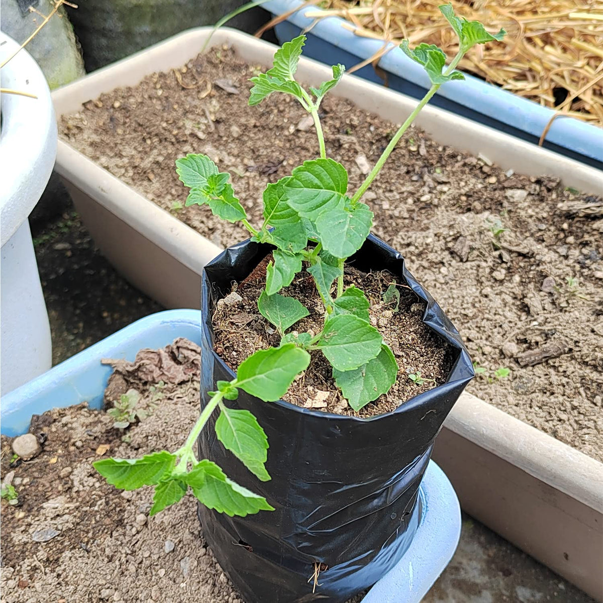 Belit seedling bags with drain holes promote airflow and drainage
