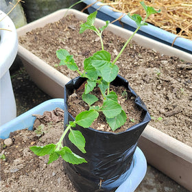 Belit seedling bags with drain holes promote airflow and drainage