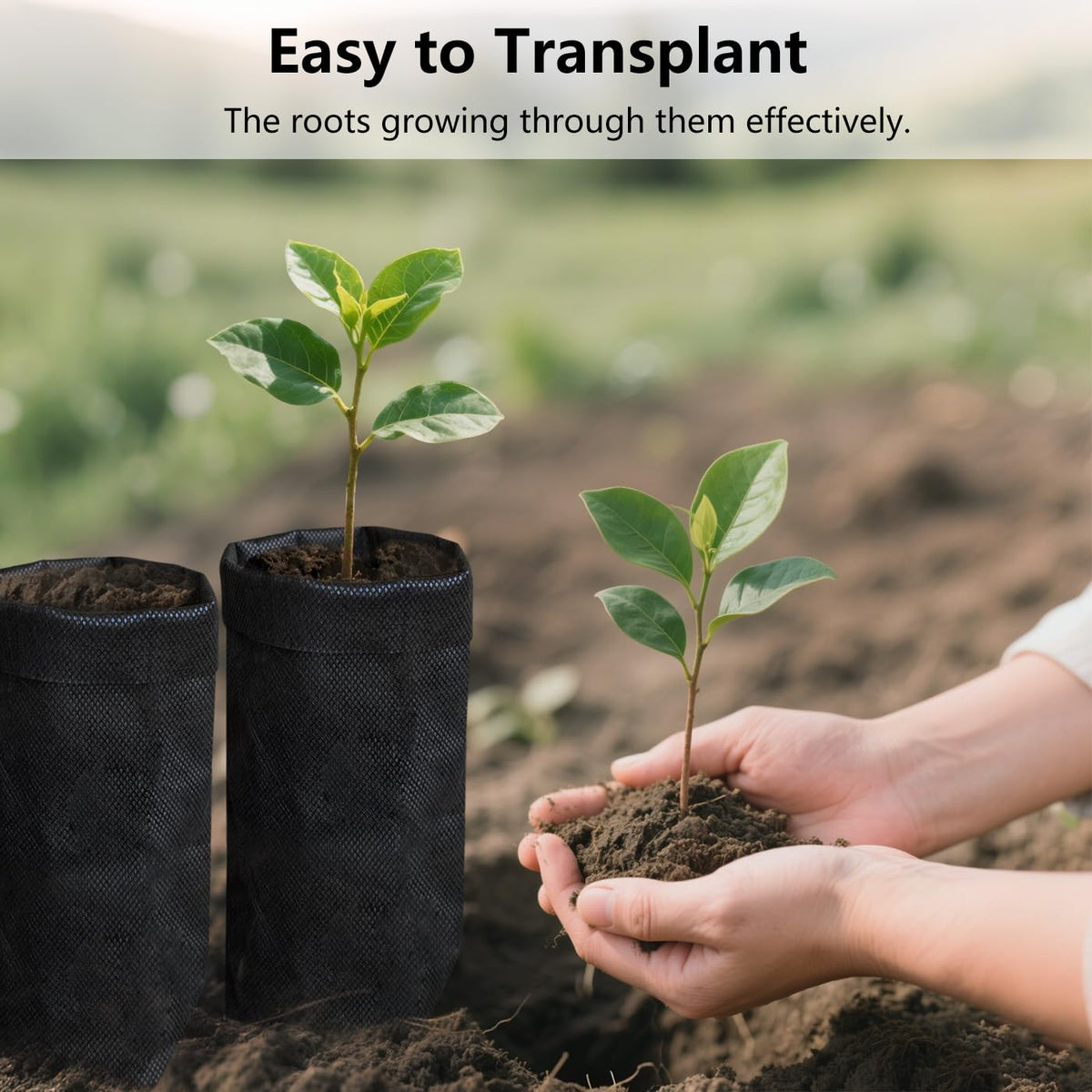 Belit seedling bags in garden illustrate easy transplantation and root growth.