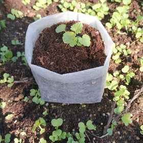 Belit seedling pots highlight strong root growth for healthy seedlings