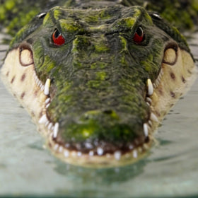 Benhurb easy setup alligator head decoy requires no assembly