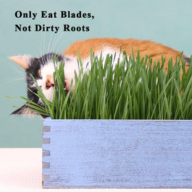 BENPIN indoor cat grass setup supports clean paw prints and greenery