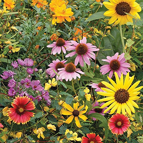 Bentley Seed Co. Easy-to-grow wildflowers arrive with care instructions for confident sowing.