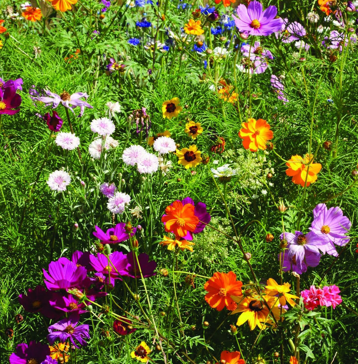 Bentley Seed Co. Sustainable seed handouts promote environmental awareness