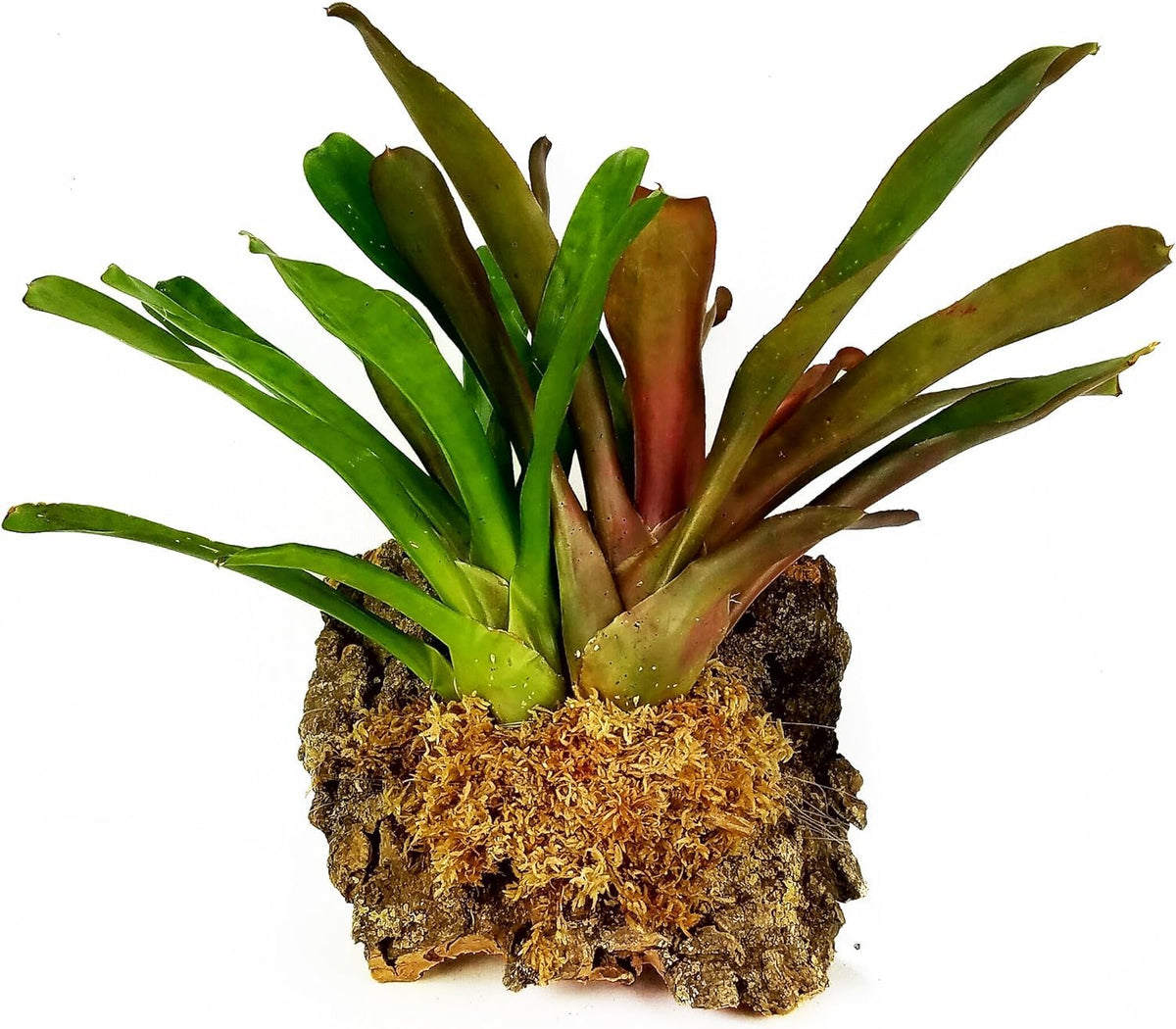 Besgrow sphagnum moss closeup shows long strands for roots