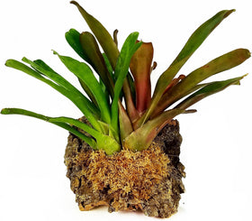 Besgrow sphagnum moss closeup shows long strands for roots