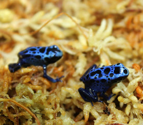 Besgrow sphagnum moss in orchid potting mix supports healthy roots