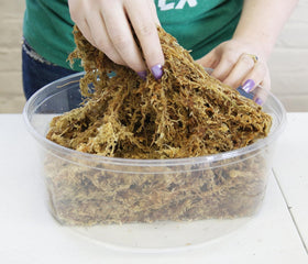 Besgrow sphagnum moss in hydrated state boosts water retention