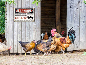 Bestylez sign displayed on coop for playful farm decor
